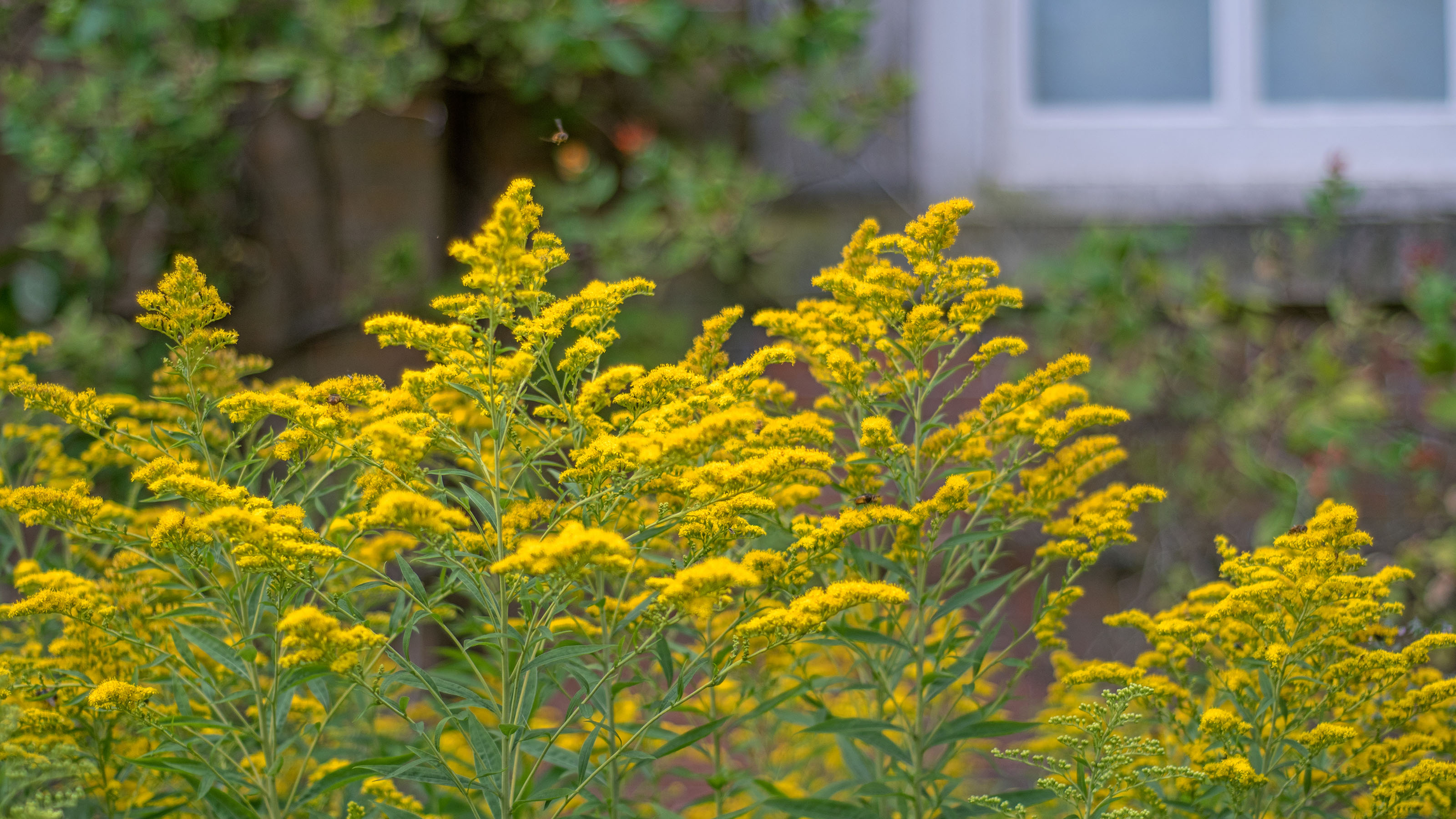 solidago Nebraksa state flower