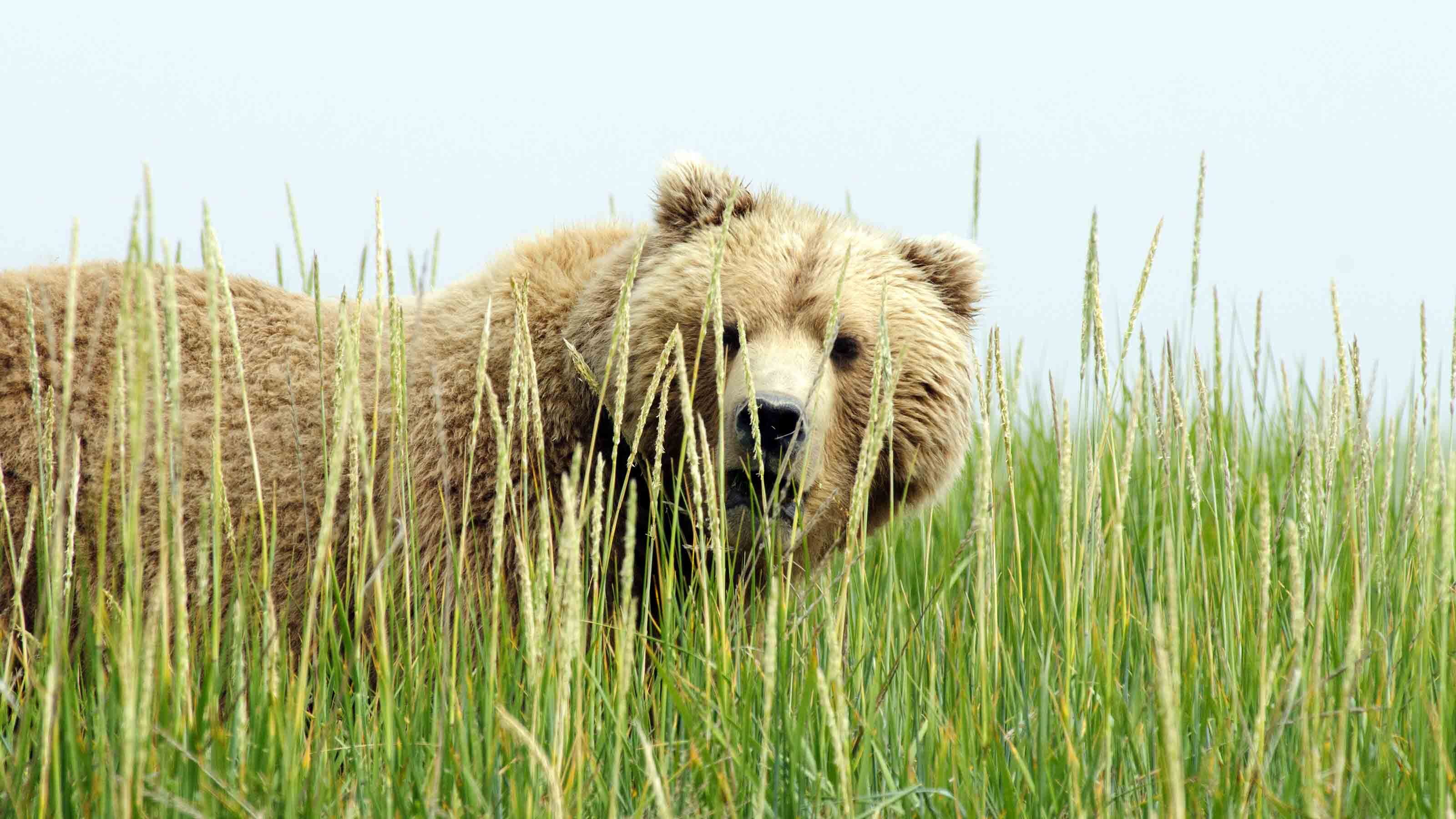 How often do bear markets occur?