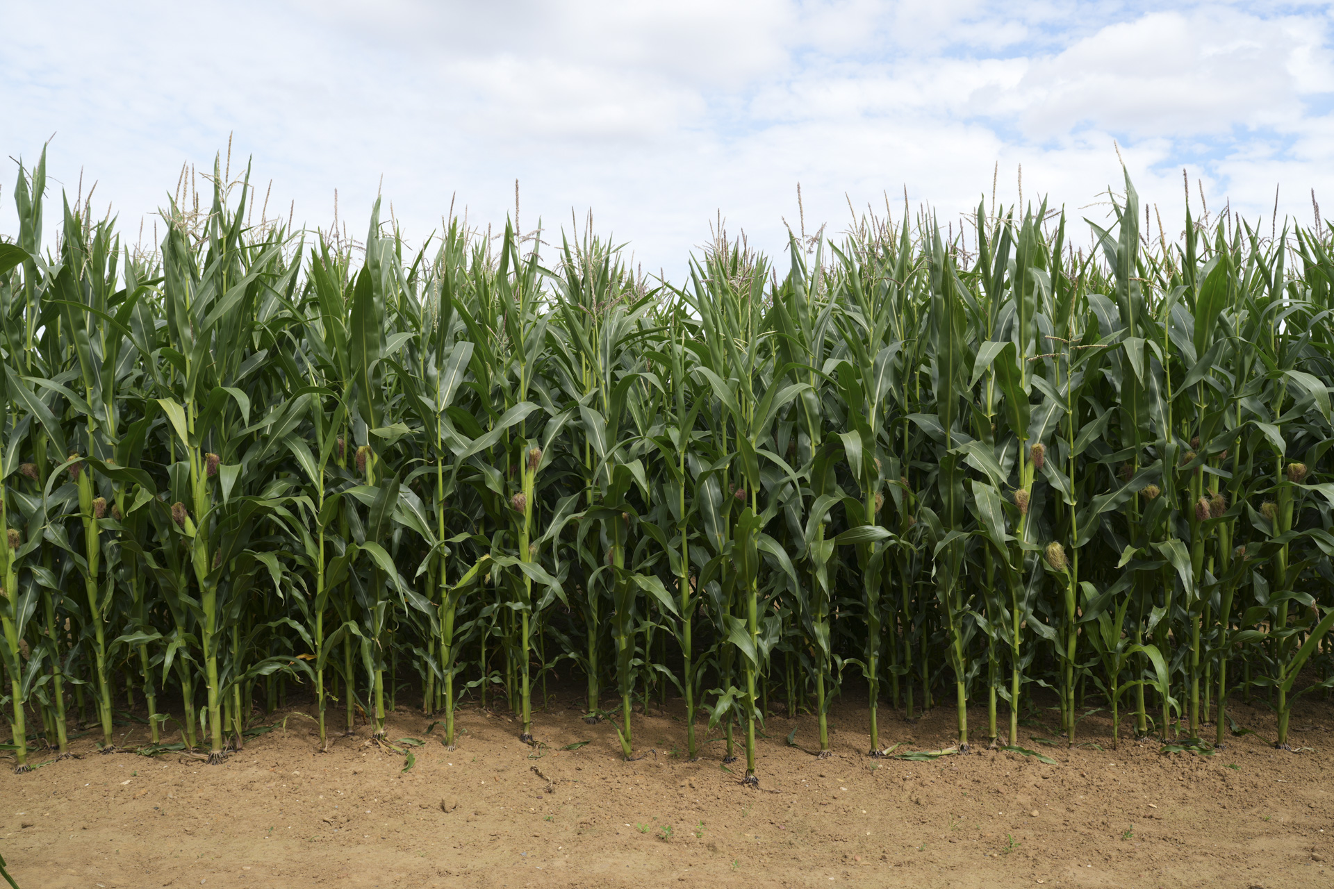 Edge of a maize field on a cloudy day taken with the Sony FE 20-70mm F4 lens and A7C R